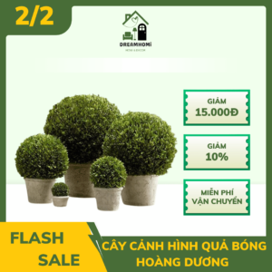 cây bosai hình quả bóng hoàng dương