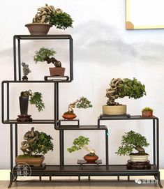 cây bonsai mini