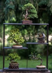 cây bonsai mini