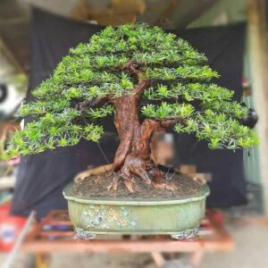 cây bonsai