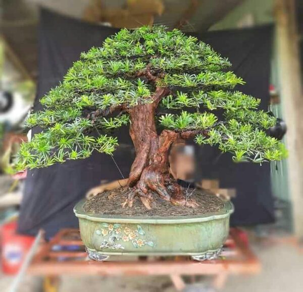 cây bonsai