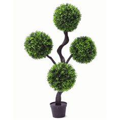 cây bonsai hình quả bóng hoàng dương