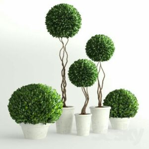 cây bonsai hình quả bóng hoàng dương